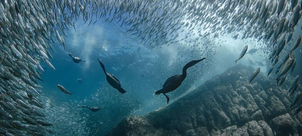 Ocean underwater biodiversity