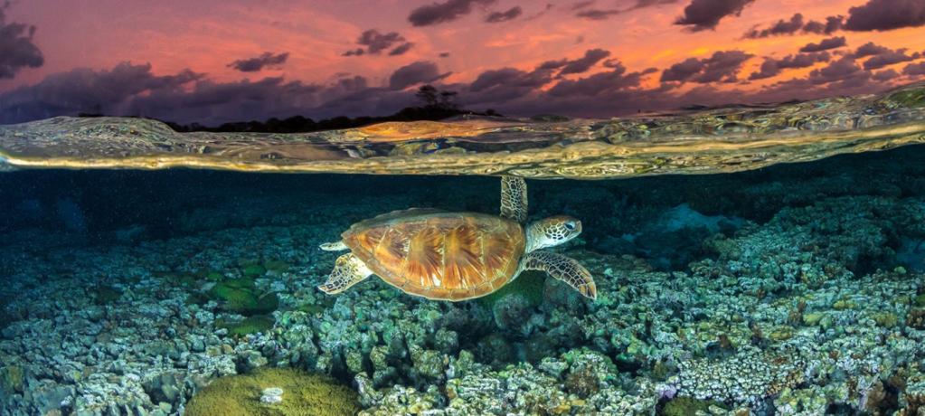 turtle swims over coral reef