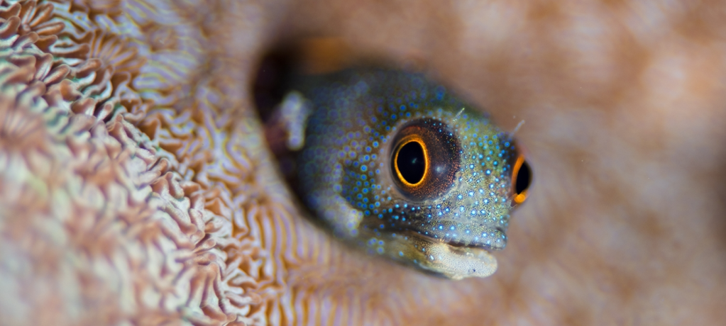 A fish peeps out from a crevice within a coral reef.