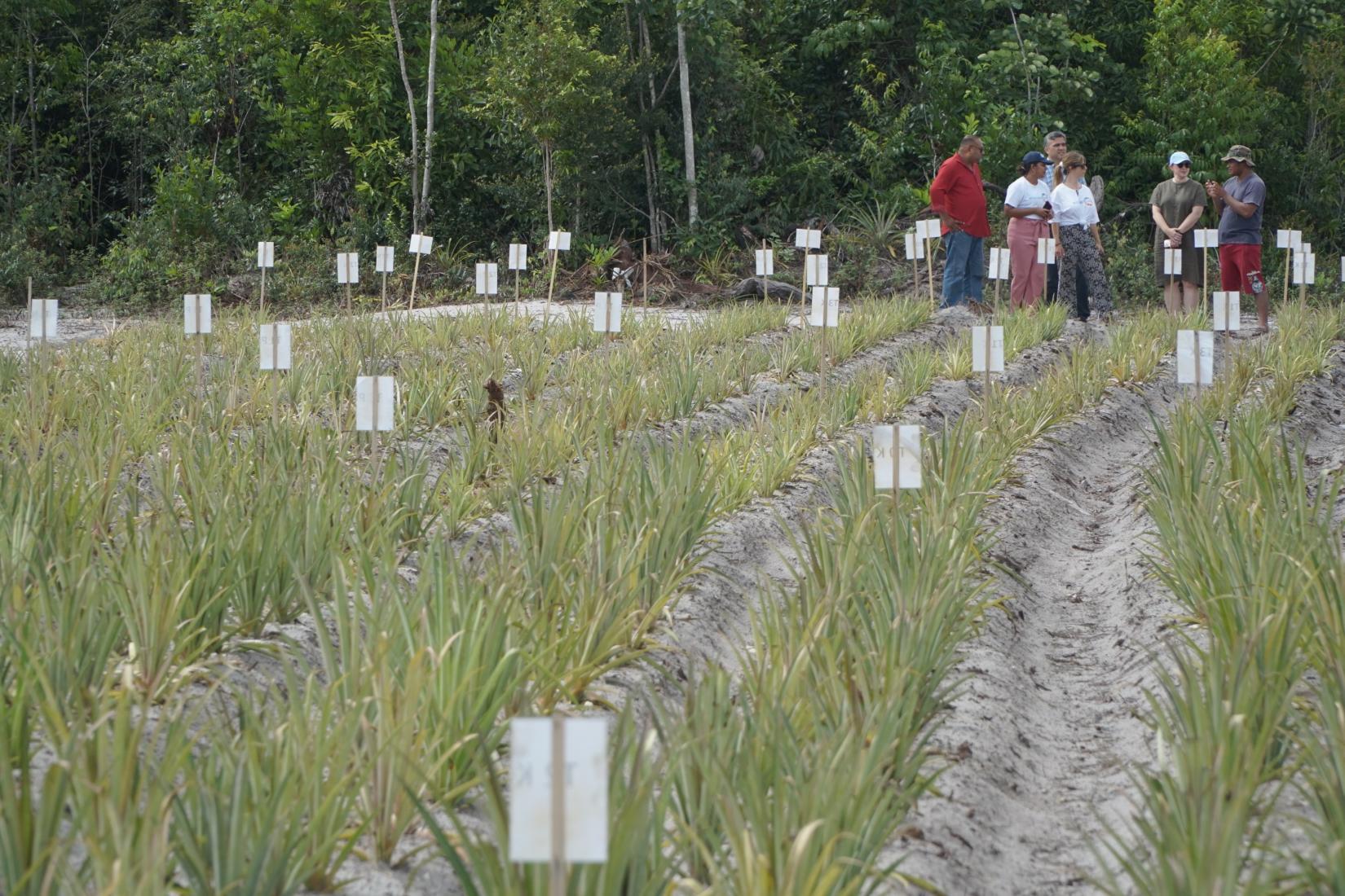 a group of people inspect a pineapple farm