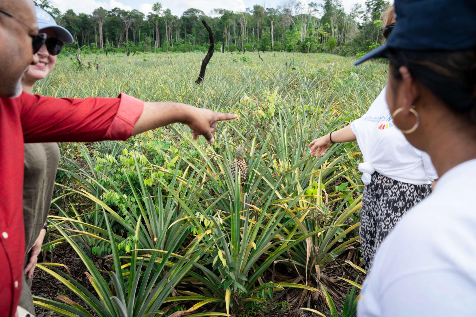 A group of people point at pineapples in a pineapple farm.