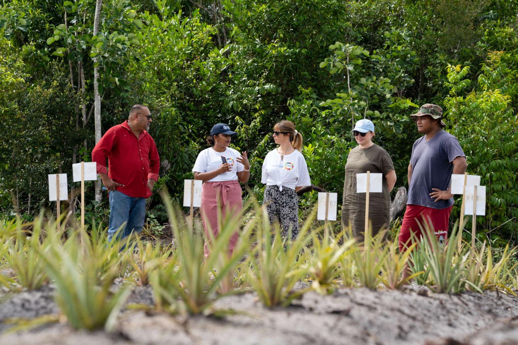 A line of five poeple stand observing pineapple crops at a farm.