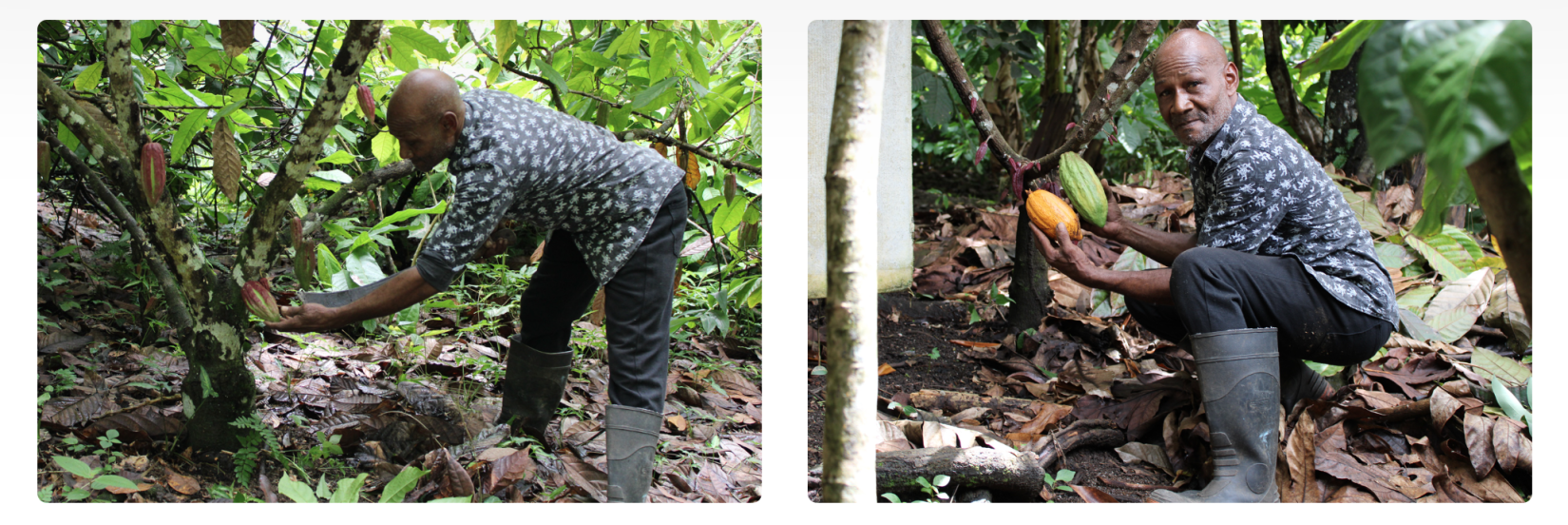 Cuthbert has been farming cocoa for over 24 years. FAO tapped into his knowledge to run workshops aimed at revitalizing the cocoa industry on the island. 