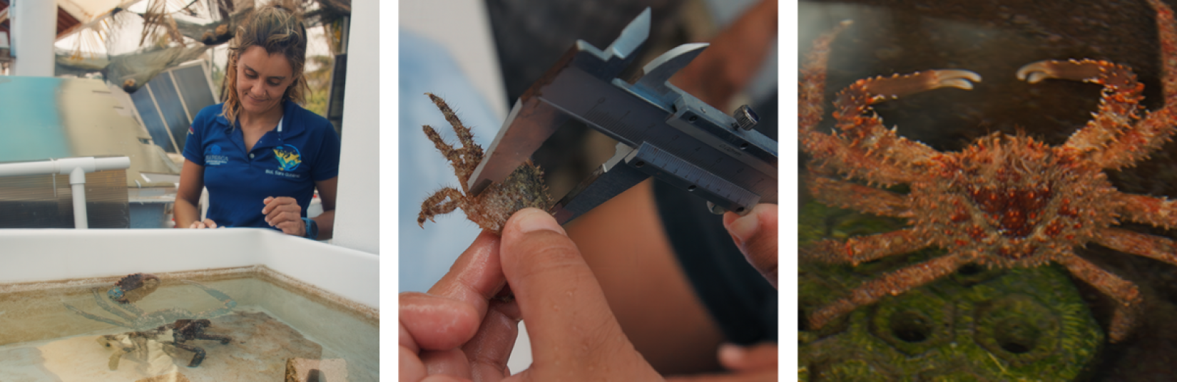 A woman looks at tank with a crab in it | A person measures a baby crab with callipers | A closeup of a king crab in a tank.