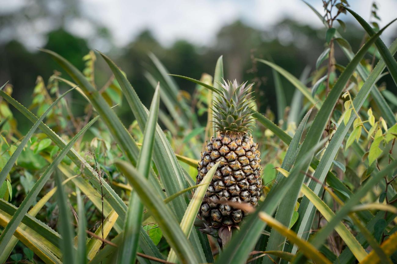 Pineapple Suriname