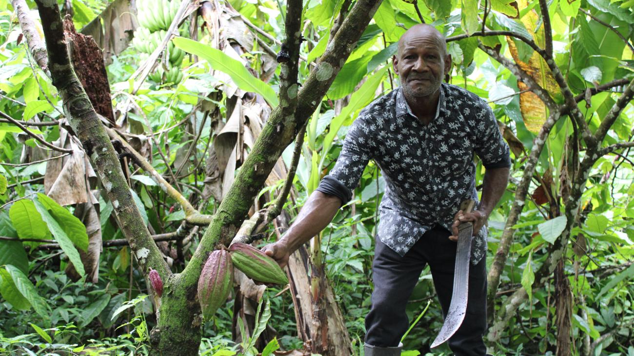Cuthbert Monrocq, a cocoa producer in Saint Lucia, holding cocoa