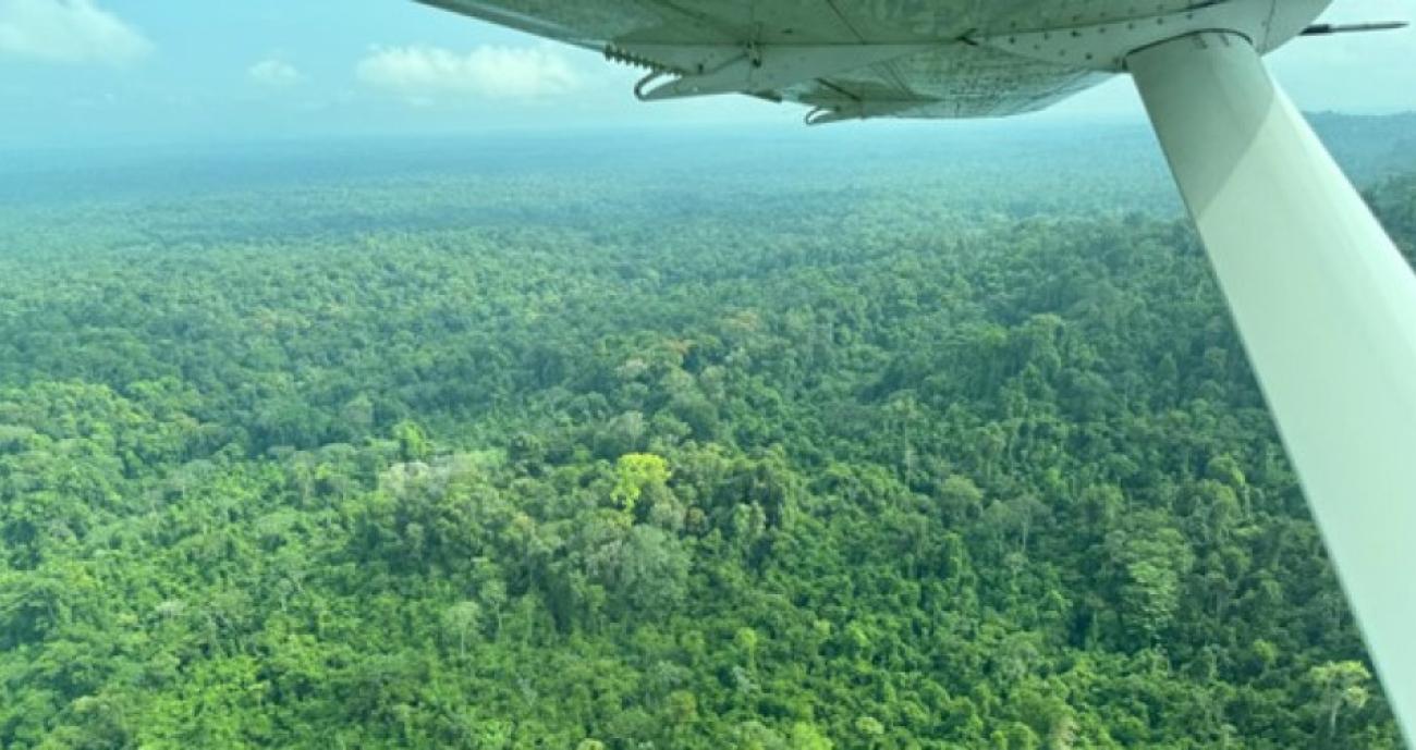 An aerial view of forest cover in Guyana