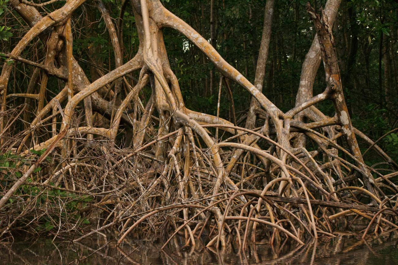 Caroni Swamp Reserve in Trinidad and Tobago