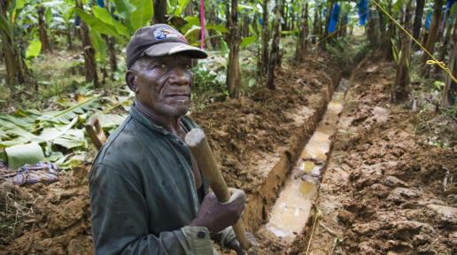 FAO and CARICOM have launched a virtual course on trade, food security, and nutrition. The course is designed to help government representatives and professionals in the region understand the linkages between food systems and healthy diets, and to assess the critical role of regional trade for food security and nutrition.