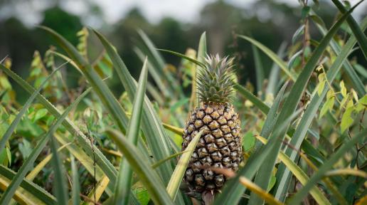 Pineapple Suriname