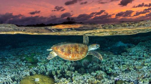 turtle swims over coral reef