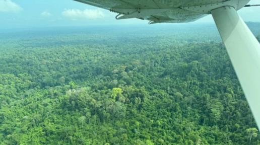 An aerial view of forest cover in Guyana