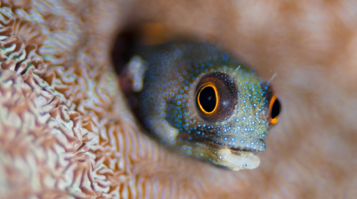 A fish peeps out from a crevice within a coral reef.