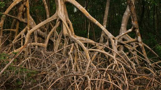 Caroni Swamp Reserve in Trinidad and Tobago