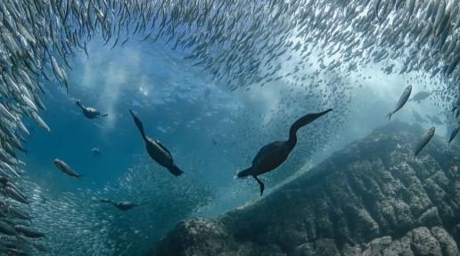 Ocean underwater biodiversity